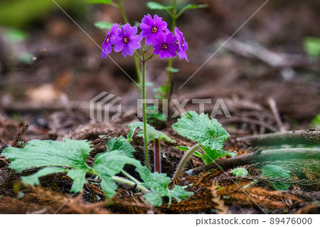 A flower only here in the world Visit the flower of Primula kisoana in Midori City, Gunma Prefecture 89476000