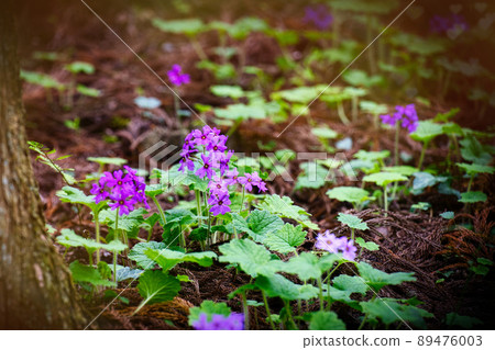 A flower only here in the world Visit the flower of Primula kisoana in Midori City, Gunma Prefecture A flower only here in the world Visit the flower of Primula kisoana in Midori City, Gunma Prefecture 89476003