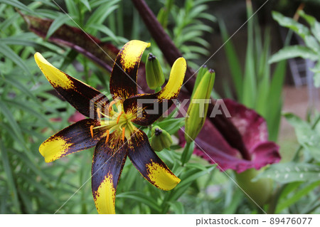 Black and Yellow Lily with Blooming Dragon Arum in background 89476077