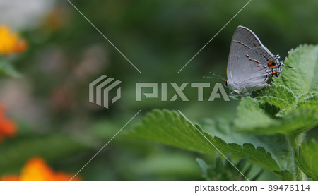 Gray Hairstreak Butterfly - Strymon melinus on Lantana Leaf 89476114