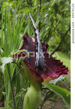 Dragon Arum - Dracunculus vulgaris or Dragon Lily 89476120