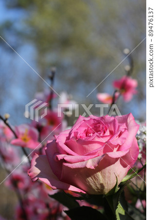 Pink Roses Close up Outdoors at Wedding Pink Roses Close up Outdoors at Wedding 89476137