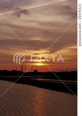 稻田的夕陽（茨城縣筑波市） 89476321