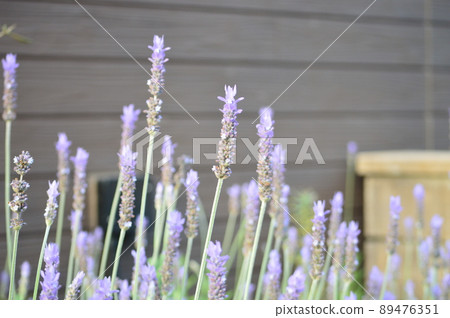 lavender 89476351