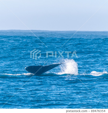 Tail of a grey whale Tail of a grey whale 89476354