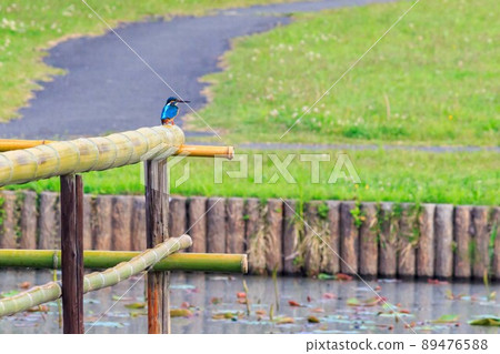 翠鳥 翠鳥 89476588