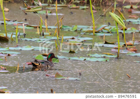 Cogamo Cogamo 89476591