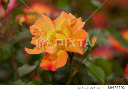 橙玫瑰的照片 89476592