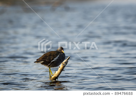 common moorhen or gallinula chloropus bird perched on branch in wetland or shallow water of keoladeo national park or bharatpur bird sanctuary rajasthan india asia 89476688