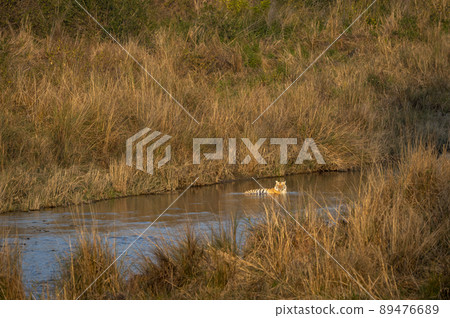 wild bengal male tiger resting in cold water of ramganga river in golden hour winter sunset light at dhikala zone of jim corbett national park forest uttarakhand india asia - panthera tigris tigris 89476689