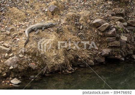 Marsh crocodile or mugger crocodile or broad snouted crocodile basking out of water at ranthambore national park forest rajasthan india asia - Crocodylus palustris Marsh crocodile or mugger crocodile or broad snouted crocodile basking out of water at ranthambore national park forest rajasthan india asia - Crocodylus palustris 89476692