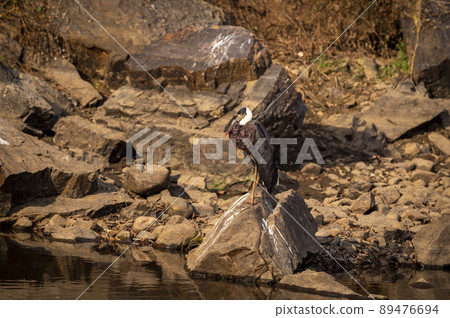 woolly necked stork or whitenecked stork portrait perched on rock in water body at ranthambore national park rajasthan india asia - ciconia episcopus woolly necked stork or whitenecked stork portrait perched on rock in water body at ranthambore national park rajasthan india asia - ciconia episcopus 89476694