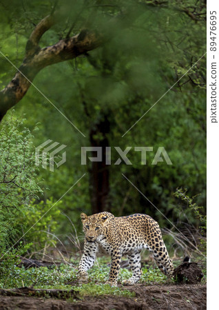 Indian wild male leopard or panther walking head on with an eye contact in natural green background during monsoon season wildlife safari at forest of central india - panthera pardus fusca 89476695