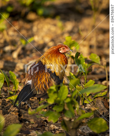 Red junglefowl or Gallus gallus colorful bird closeup a wild ancestor of the domestic fowl or chicken in winter sunlight at jim corbett national park forest uttarakhand india asia Red junglefowl or Gallus gallus colorful bird closeup a wild ancestor of the domestic fowl or chicken in winter sunlight at jim corbett national park forest uttarakhand india asia 89476697