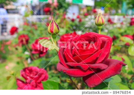 A rose garden A rose garden 89476854