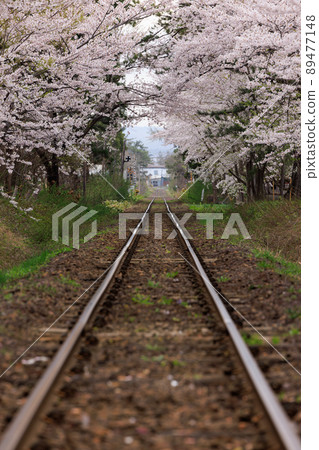 Railroad leading to the cherry blossoms Railroad leading to the cherry blossoms 89477148