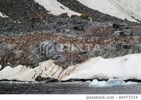 Antarctica - Colony Of Penguins In Natural Habitat 89477254