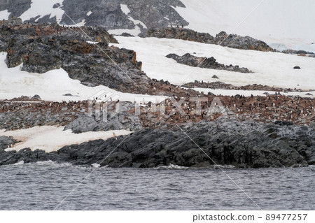 Antarctica - Colony Of Penguins In Natural Habitat 89477257