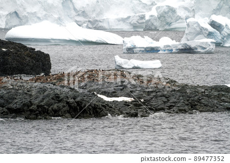 Antarctica - Colony Of Penguins In Natural Habitat 89477352