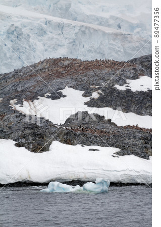Antarctica - Colony Of Penguins In Natural Habitat 89477356
