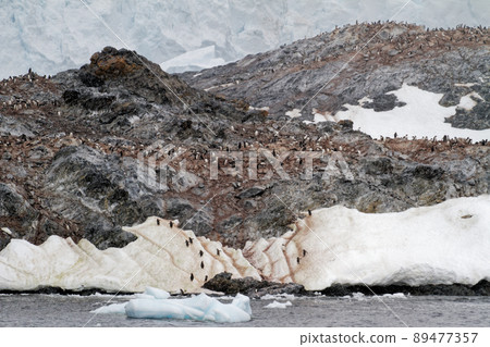Antarctica - Colony Of Penguins In Natural Habitat 89477357