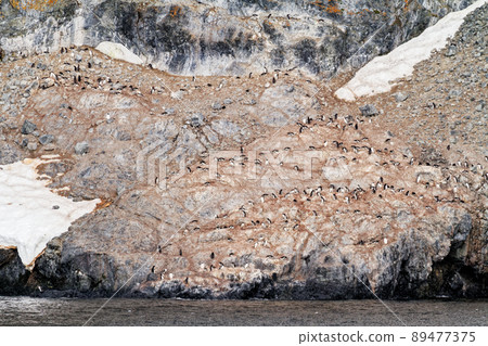 Antarctica - Colony Of Penguins In Natural Habitat 89477375