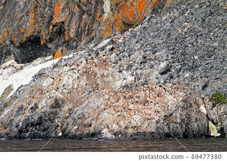 Antarctica - Colony Of Penguins In Natural Habitat 89477380
