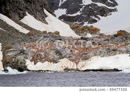 Antarctica - Colony Of Penguins In Natural Habitat 89477389