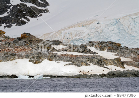 Antarctica - Colony Of Penguins In Natural Habitat 89477390