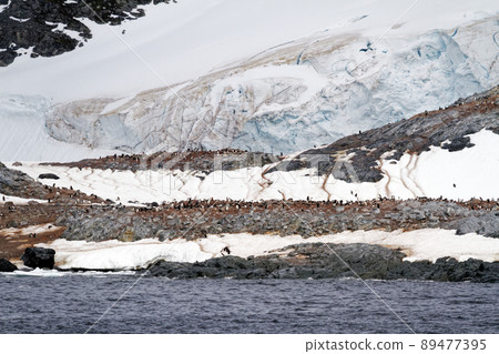 Antarctica - Colony Of Penguins In Natural Habitat 89477395