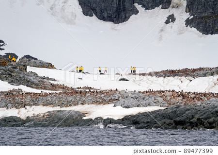 Antarctica - Colony Of Penguins In Natural Habitat 89477399
