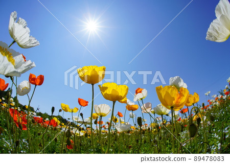 Poppies 4 Poppies 4 89478083