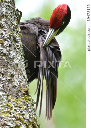 Wild bird black woodpecker Wild bird black woodpecker 89478153