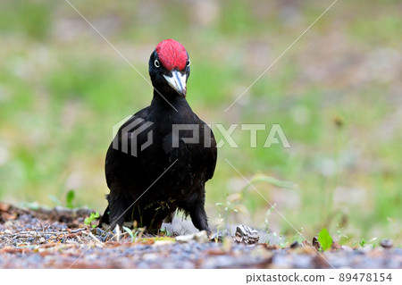 野生鳥類黑啄木鳥 89478154