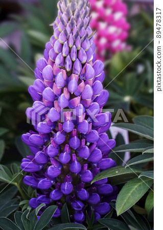 Purple lupine flowers with florets blooming Purple lupine flowers with florets blooming 89478317