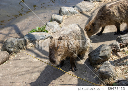Capybara for a walk 89478433