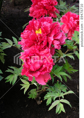 粉紅色按鈕 89478710