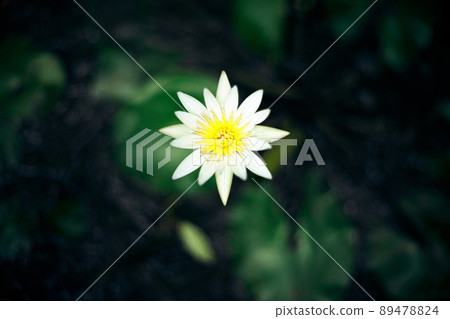 Beautiful white flower on dark green background 89478824