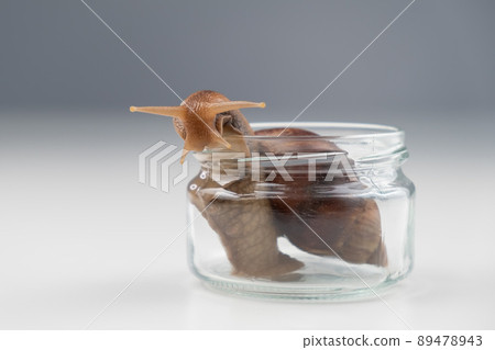 Close-up of a snail crawling on an empty glass jar on a white background. The use of shellfish in cosmetology. 89478943
