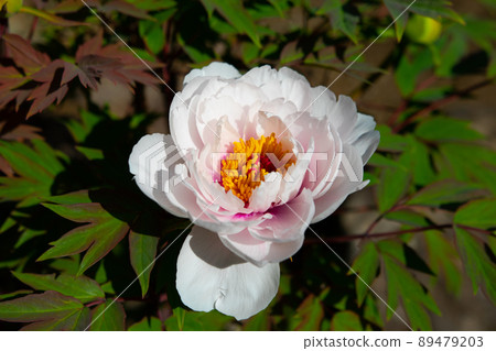 牡丹 牡丹 89479203