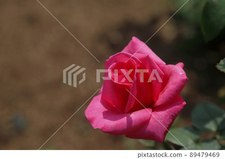 Arao City Ominous Citizen Flower Bed Rose Flower, 89479469