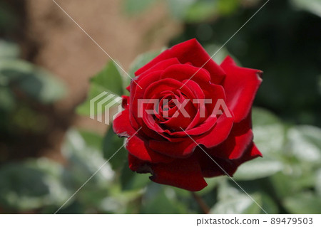Arao City Ominous Citizen Flower Bed Rose Flower, 89479503