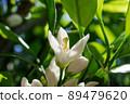 橘子花 89479620
