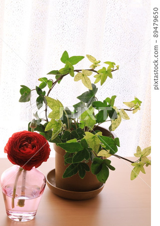 Ranunculus Ranunculus 89479650
