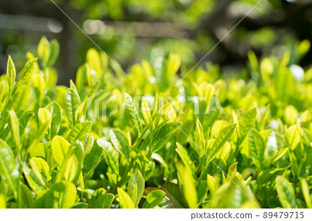 New tea tea leaves 89479715