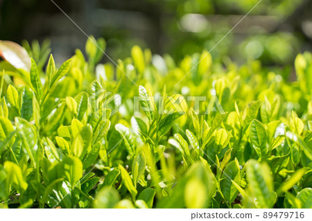 New tea tea leaves 89479716