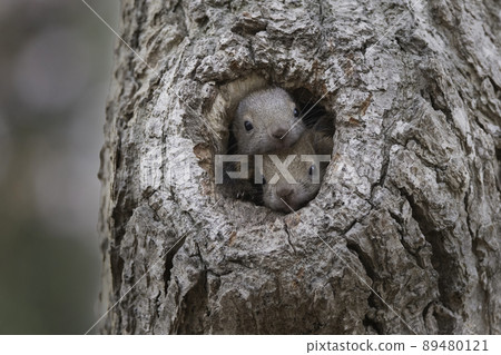 Ezoris child coming out of the burrow Ezoris child coming out of the burrow 89480121