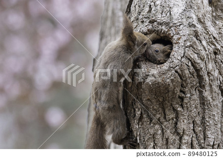 Ezoris的孩子被歸巢的母親寵壞了 89480125