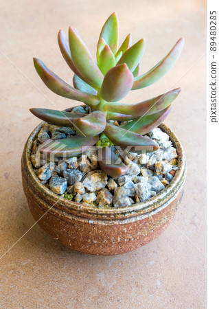 Sedum Jamaican Sunset Succulent plant growing on the laterite gravel in the small pot Sedum Jamaican Sunset Succulent plant growing on the laterite gravel in the small pot 89480285