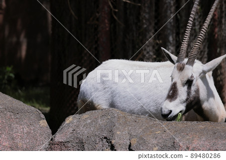 Arabian Orix 89480286